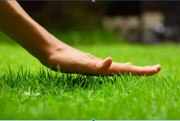 Tips for Lawn Health