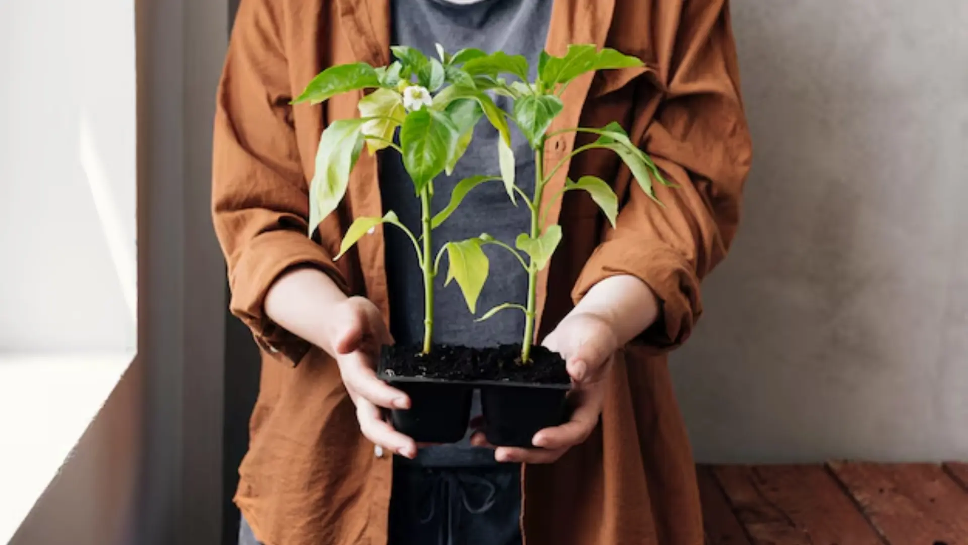 Tissue Culture