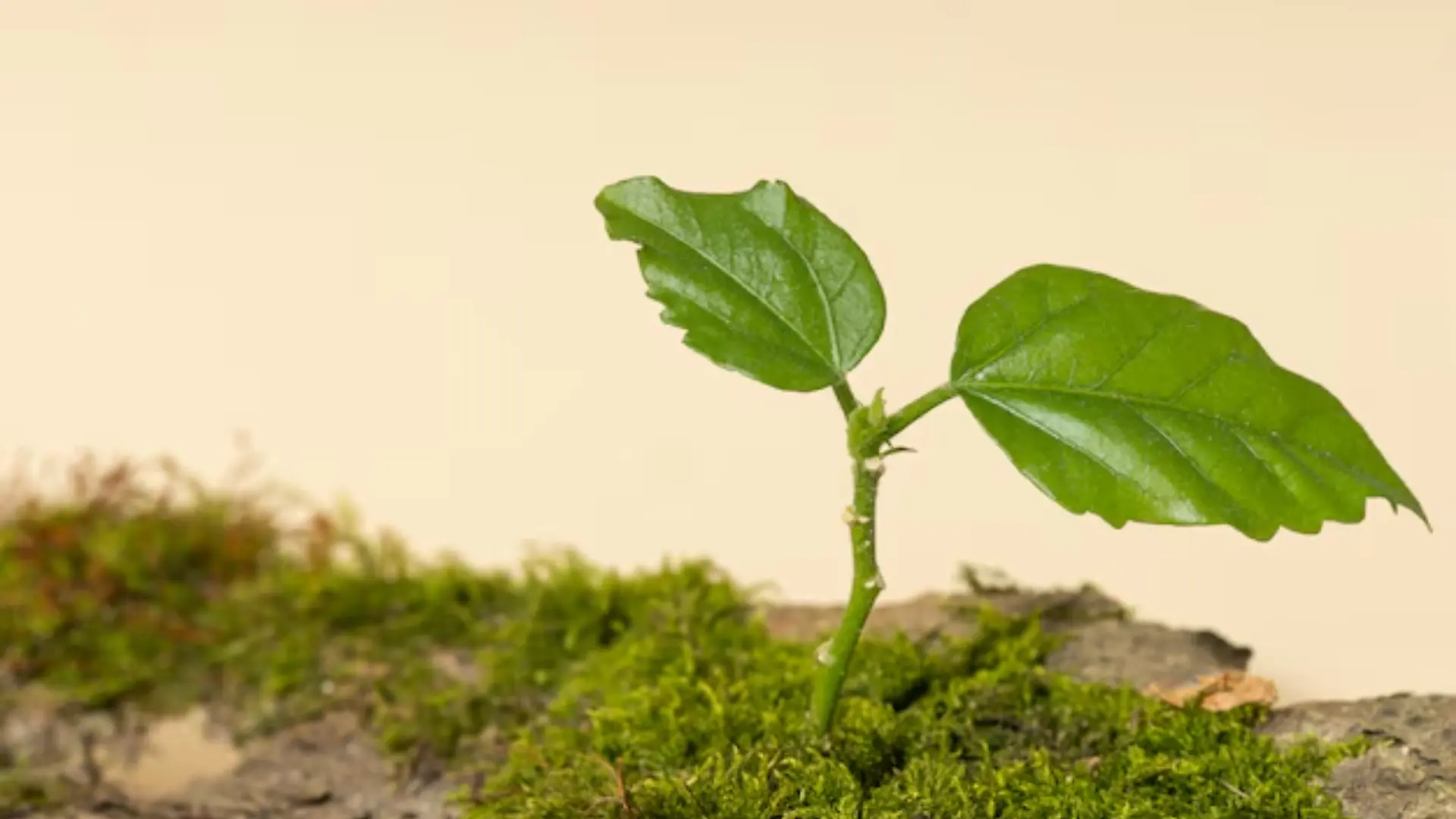 Tissue Development