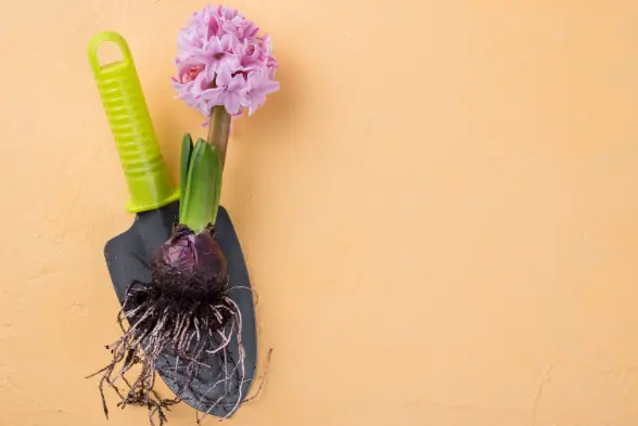 Tools for Pruning
