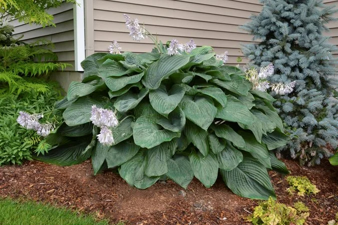 Top%20Shade-Loving%20Flowering%20Perennials.webp?1770832690253