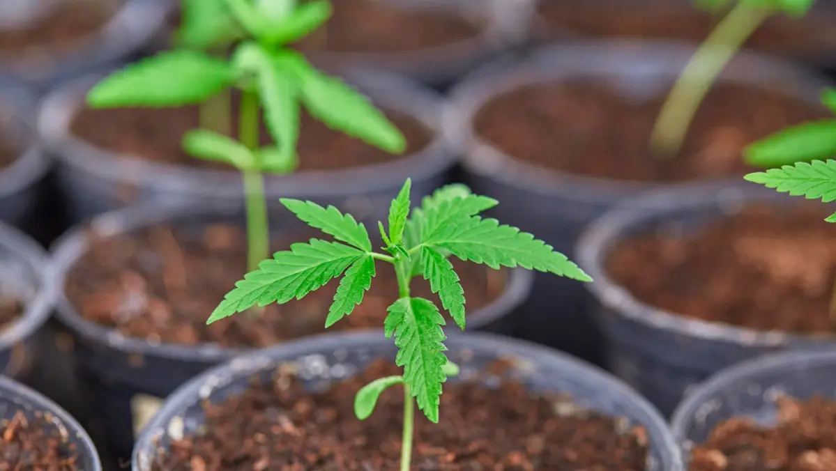 Traditional Methods For Cannabis Cloning