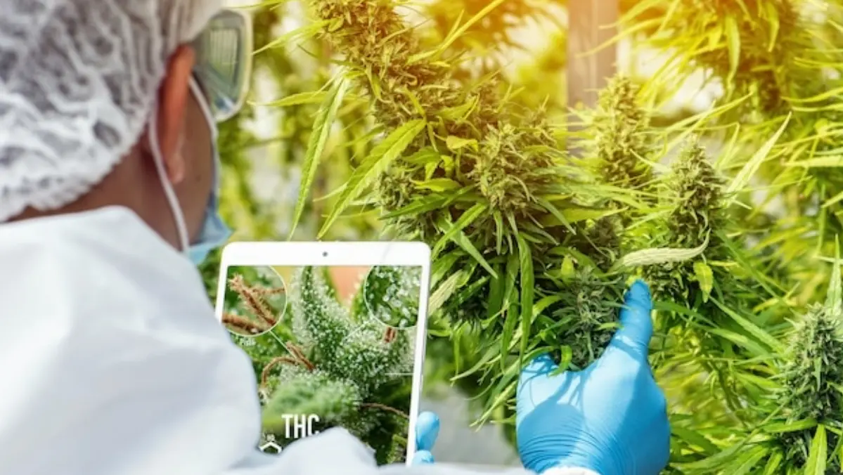 Transparent Data Practices of Cannabis