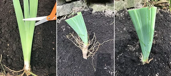 Transplanting Iris Plants