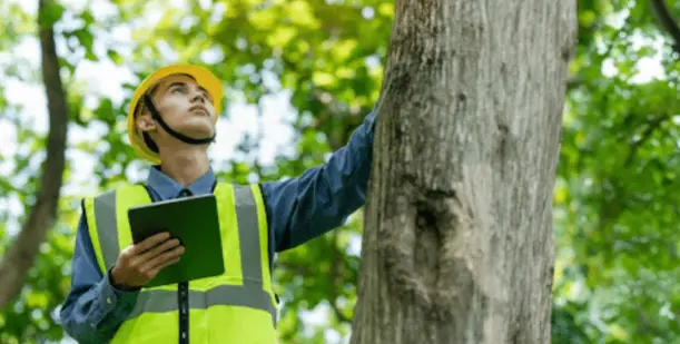 Tree and Shrub Diseases Professional