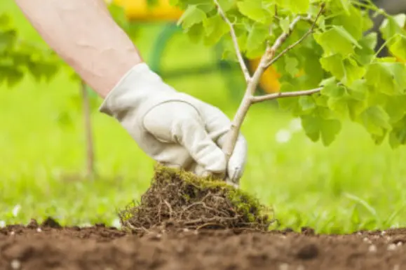 Trees and Shrub Maintenance Professionals