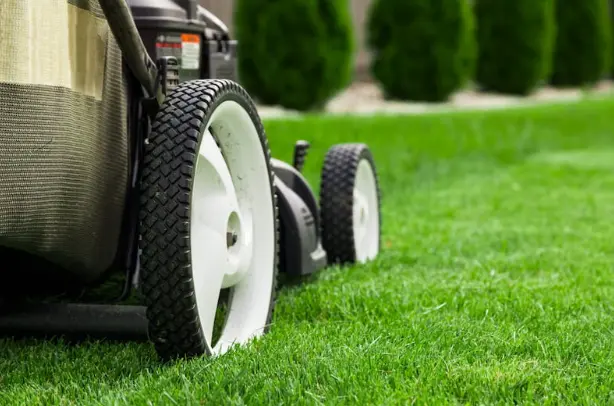 Trimming Mistakes and How to Avoid Them