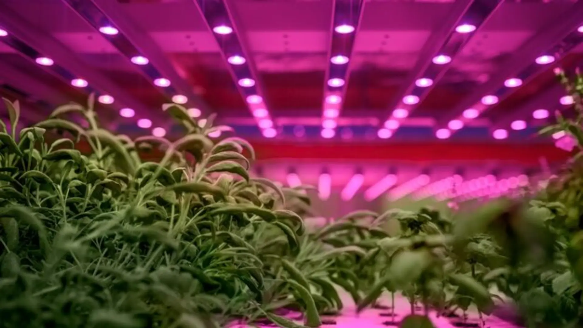 Types of Hydroponic Lighting