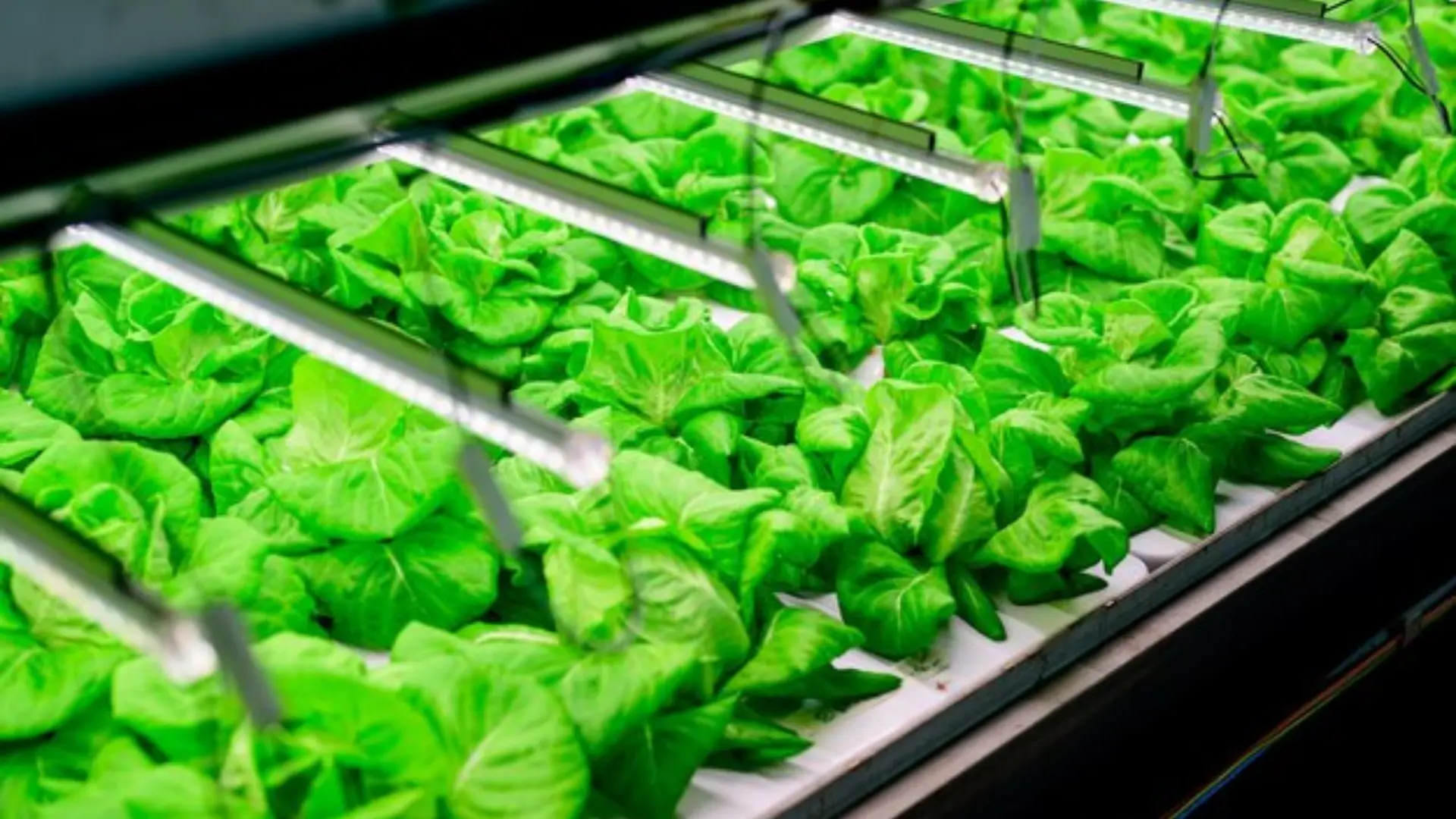 Types of Hydroponic Systems