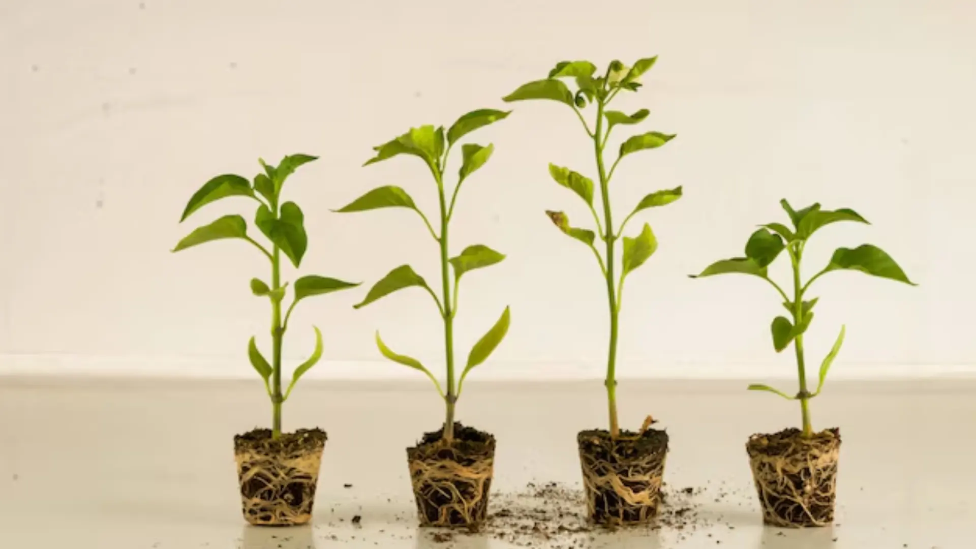 Understanding Plant Growth