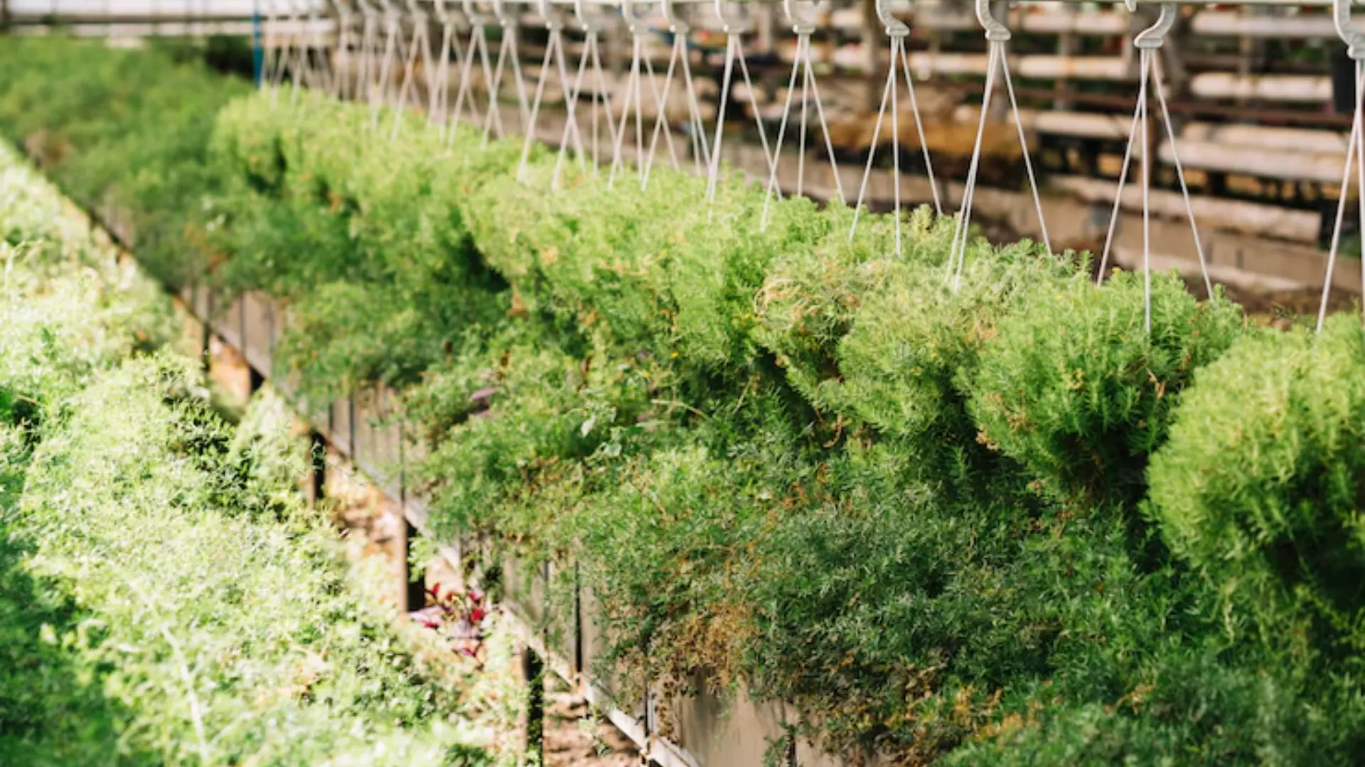 Vertical Gardening Systems