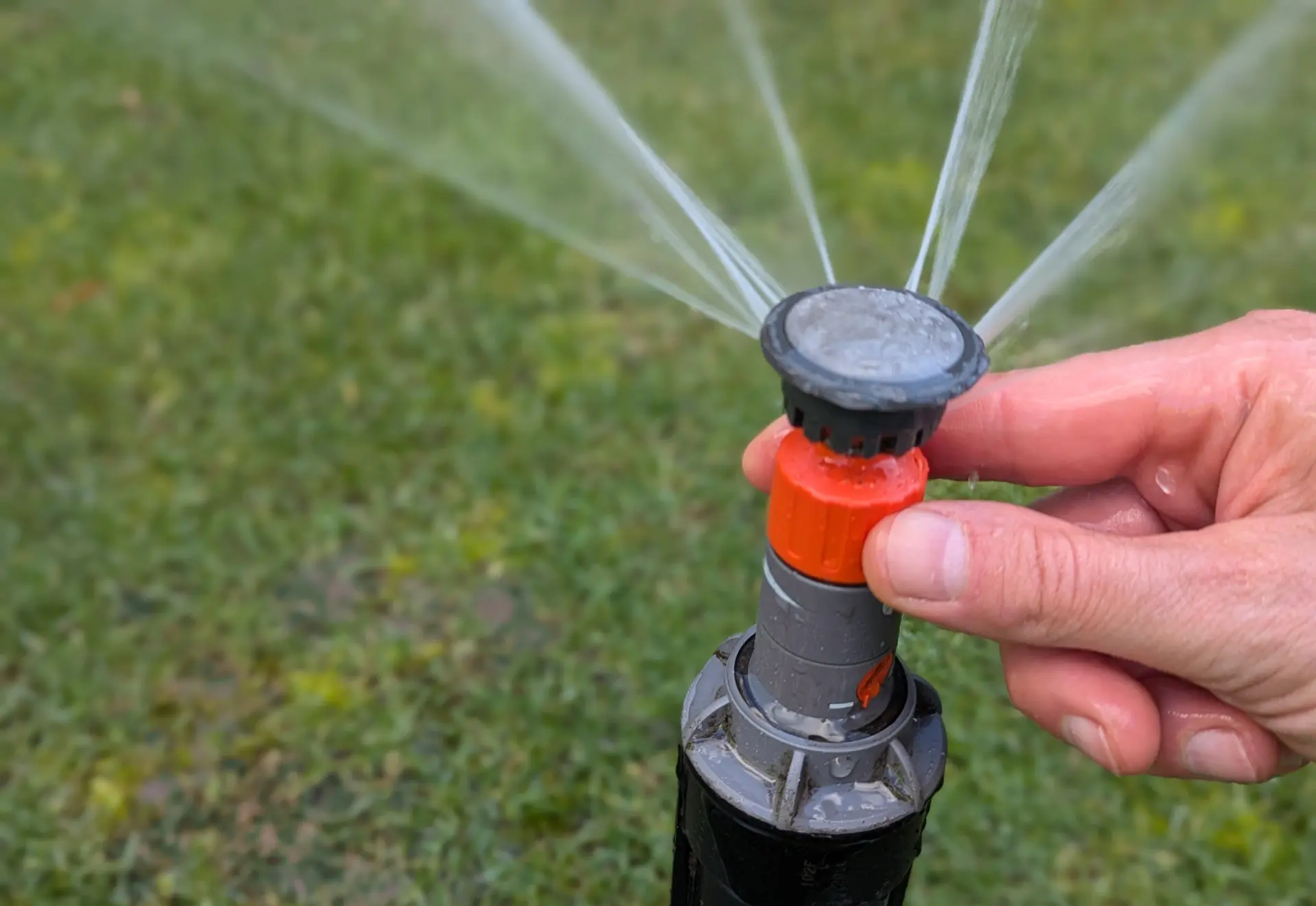 Watering Timing and Frequency