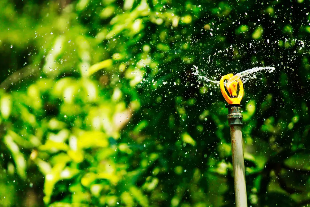Watering and Mulching