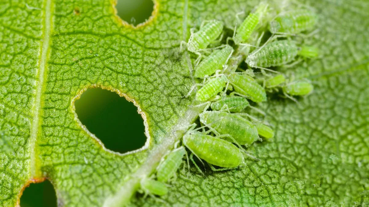 Ways to Remove Aphids