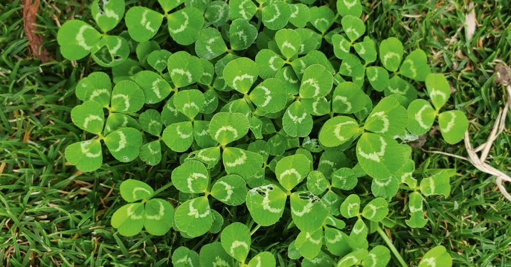 Weed%20Identification.webp?1771980484256