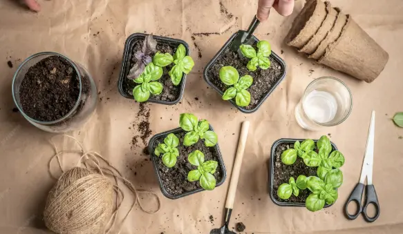 What Plants to Grow