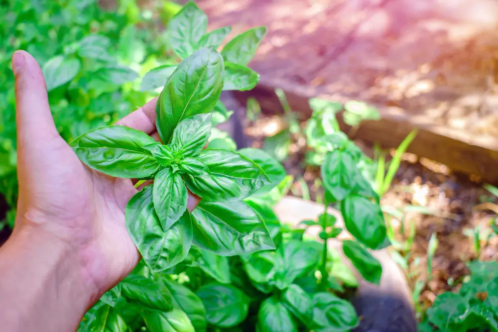 When Basil is Ready to Harvest