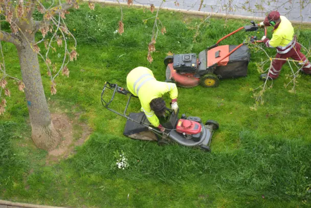 Yard Cleanup Professional