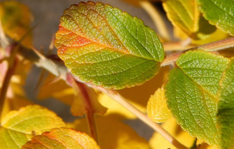 Yellow%20Leaves%20Solutions.webp?1770919637040