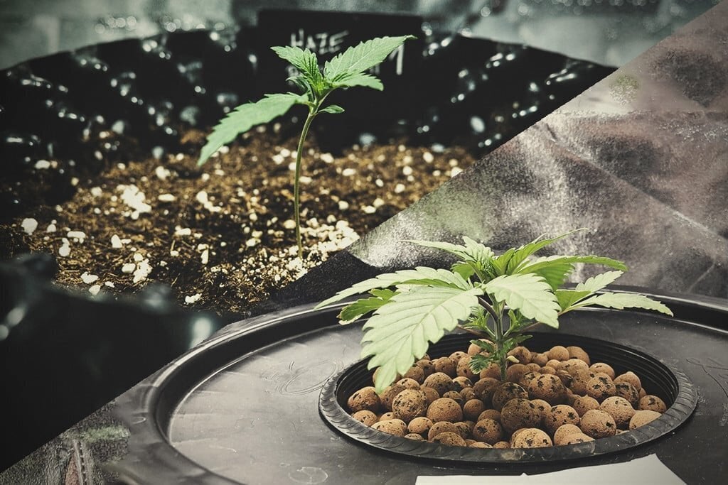 Best Hydroponic Nutrient for Cannabis