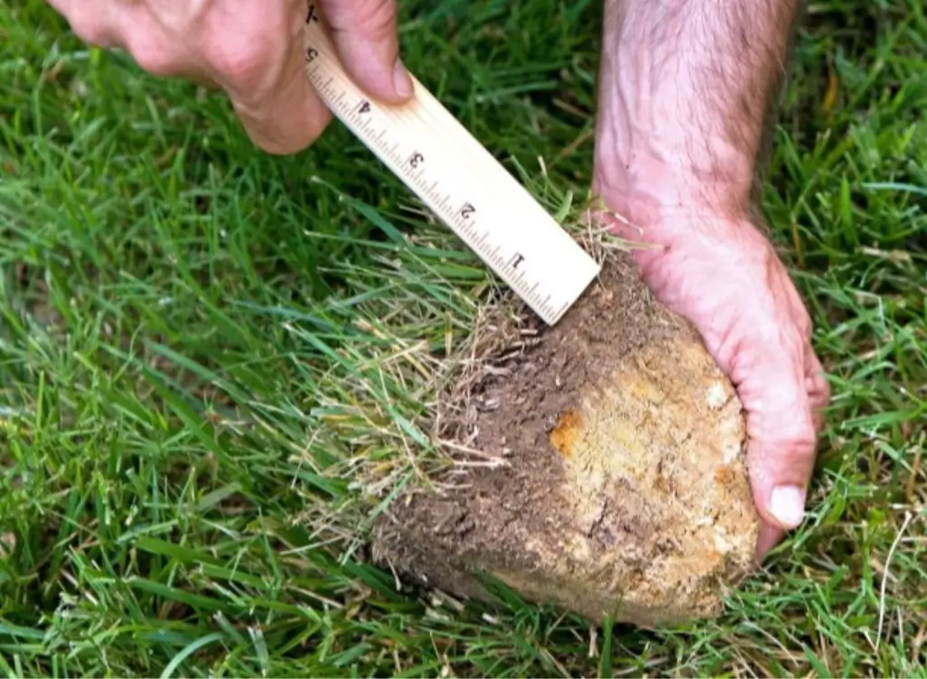 Signs You Need to Dethatch
