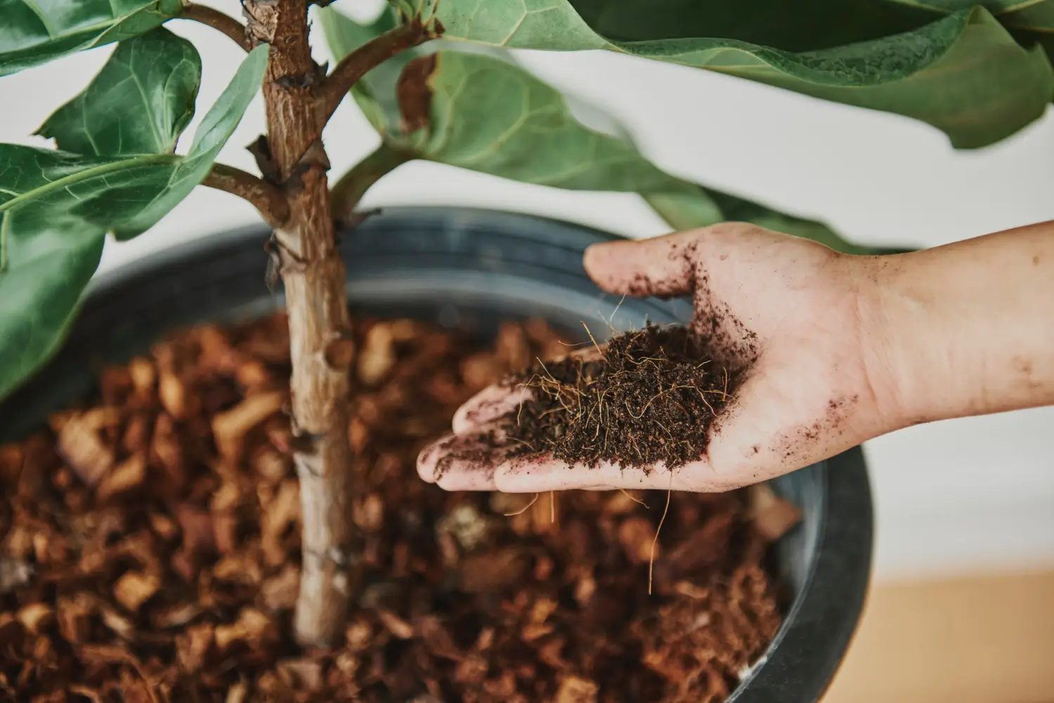 How to Choose the Right Fertilizer