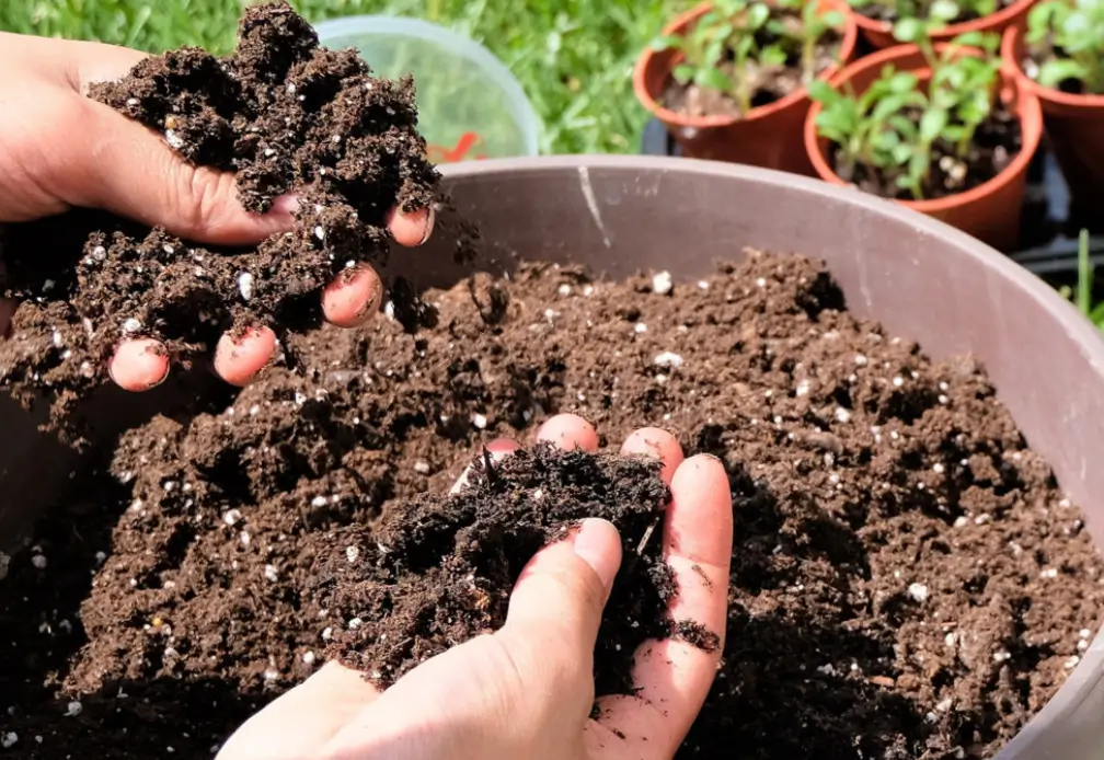 Plants That Benefit from Perlite