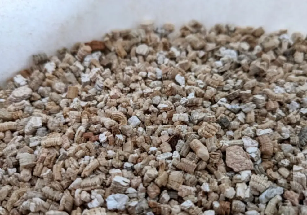 Plants That Benefit from Vermiculite