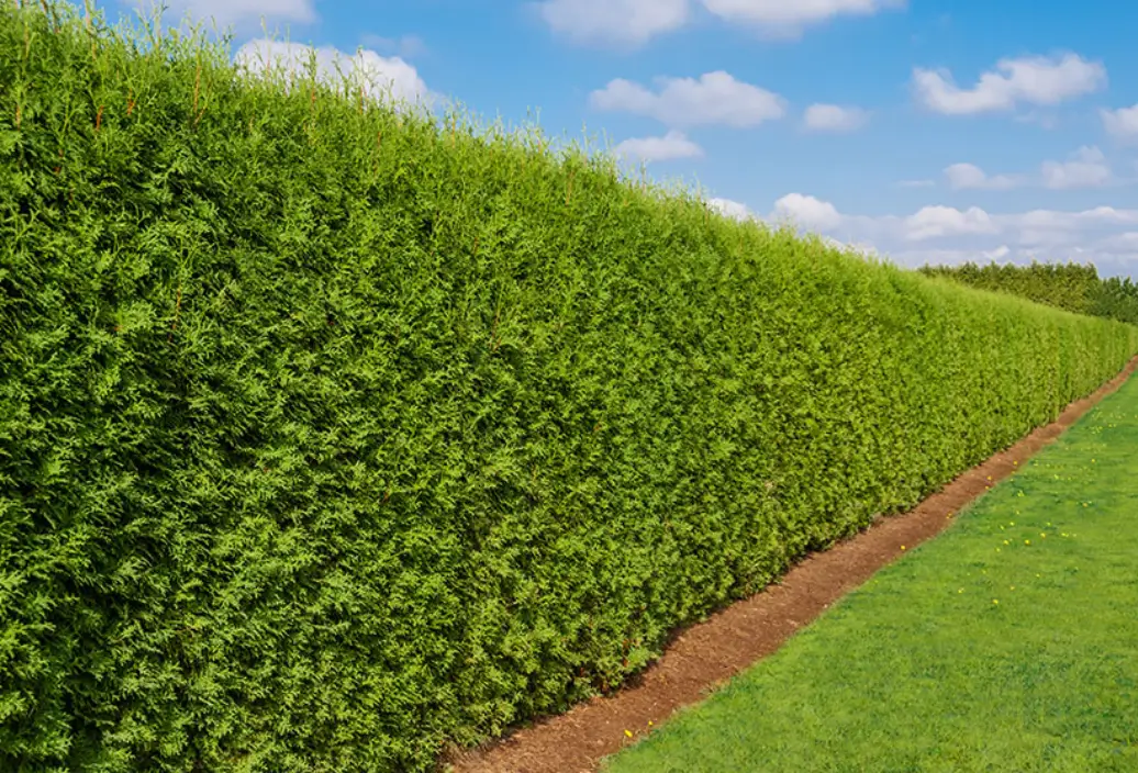 Key Criteria to Select Privacy Shrubs