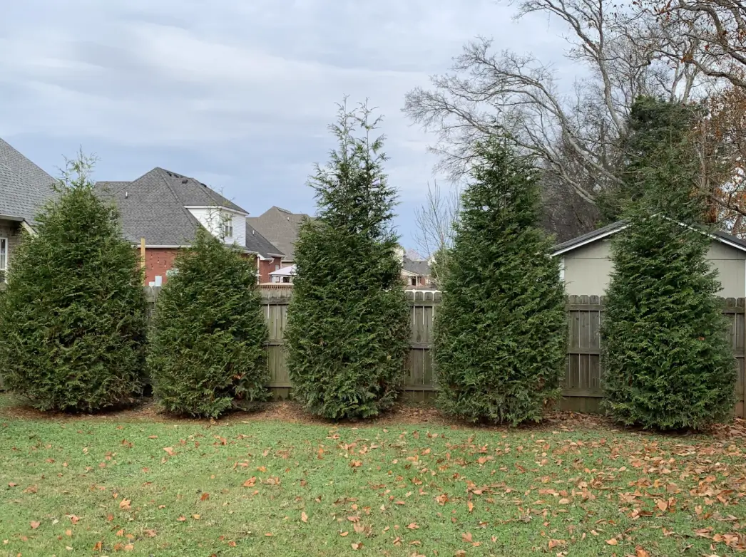 Top Low-Maintenance, Fast Growing Privacy Bushes