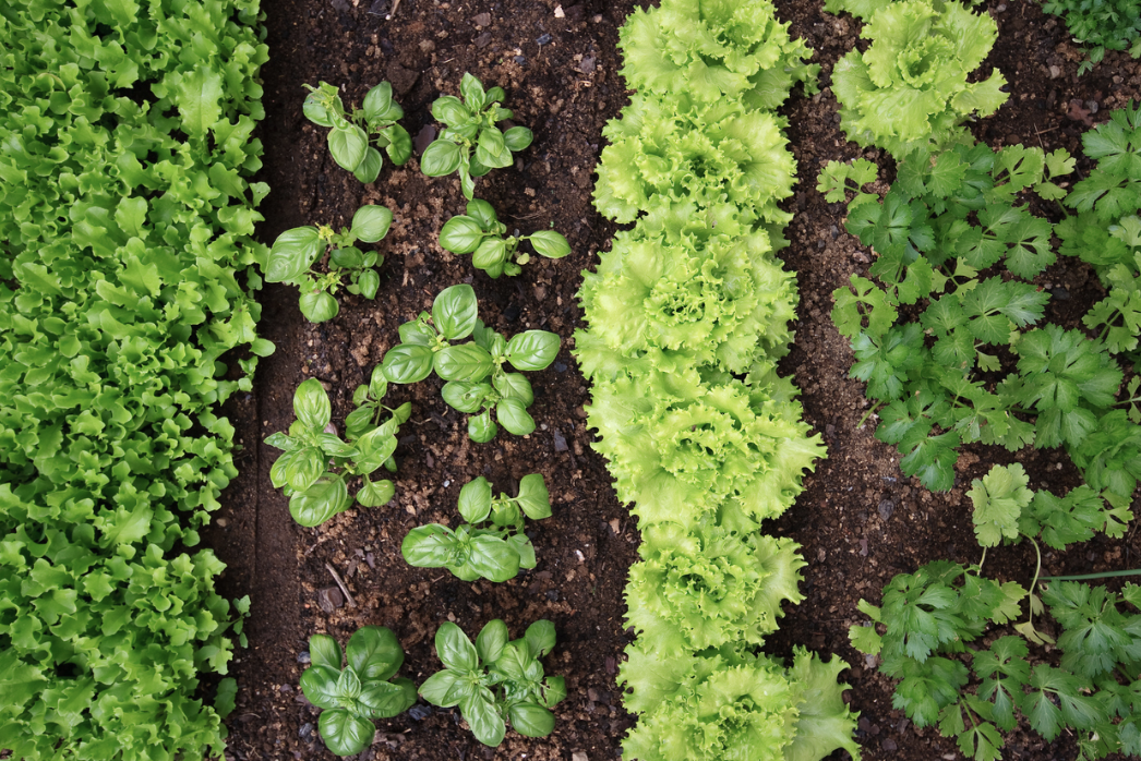 Top Vegetables to Grow in Your Vego Garden