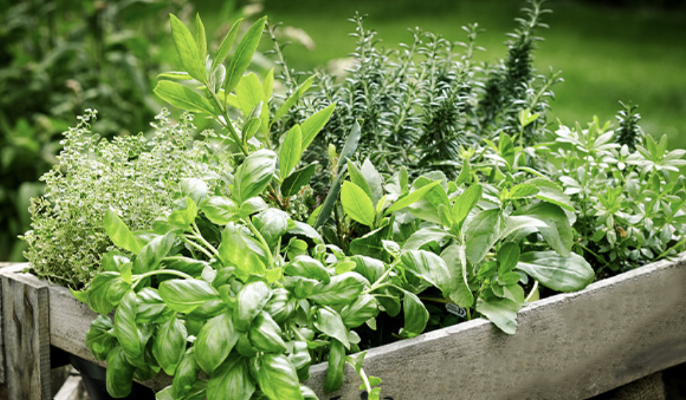 Aromatic & Perennial Herbs