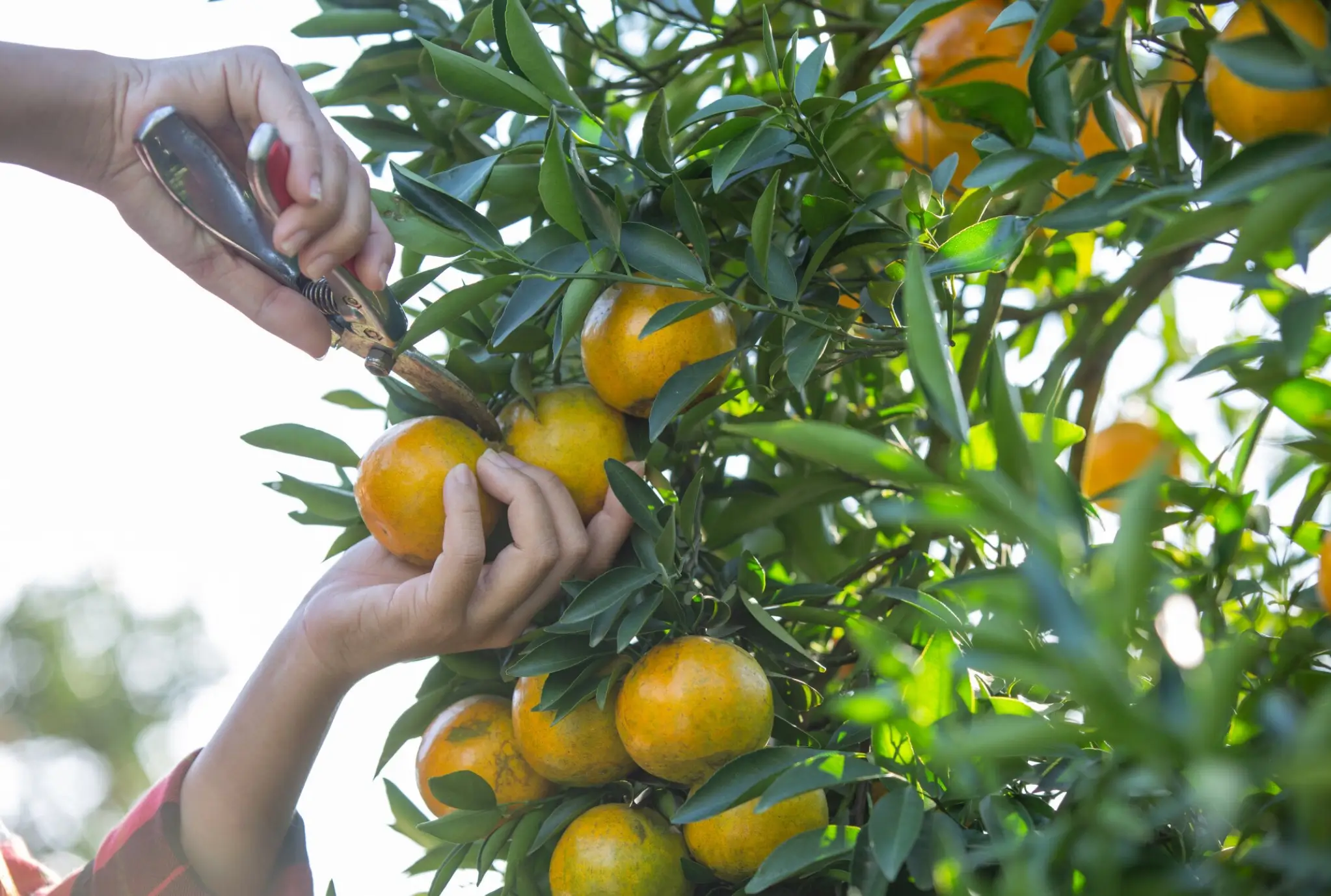 Citrus Tree Care Tips