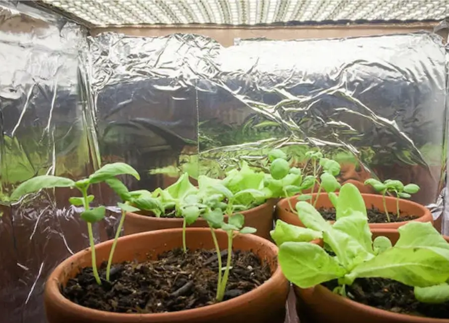Growing Medium, Containers, and Water/Nutrient Management