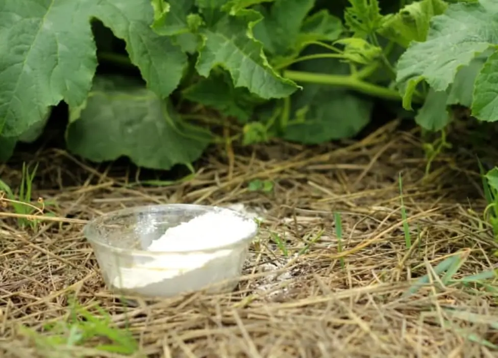 Diatomaceous Earth for Natural Pest Control