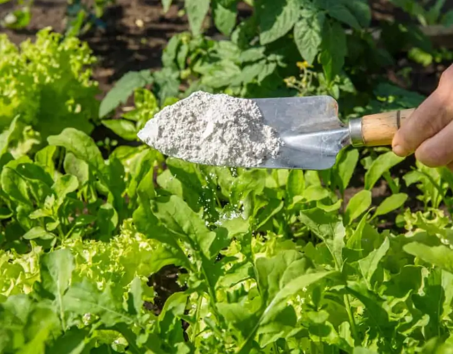 Diatomaceous Earth Applications