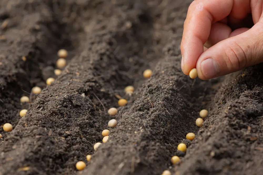 Planting and Maintenance for Optimal Growth
