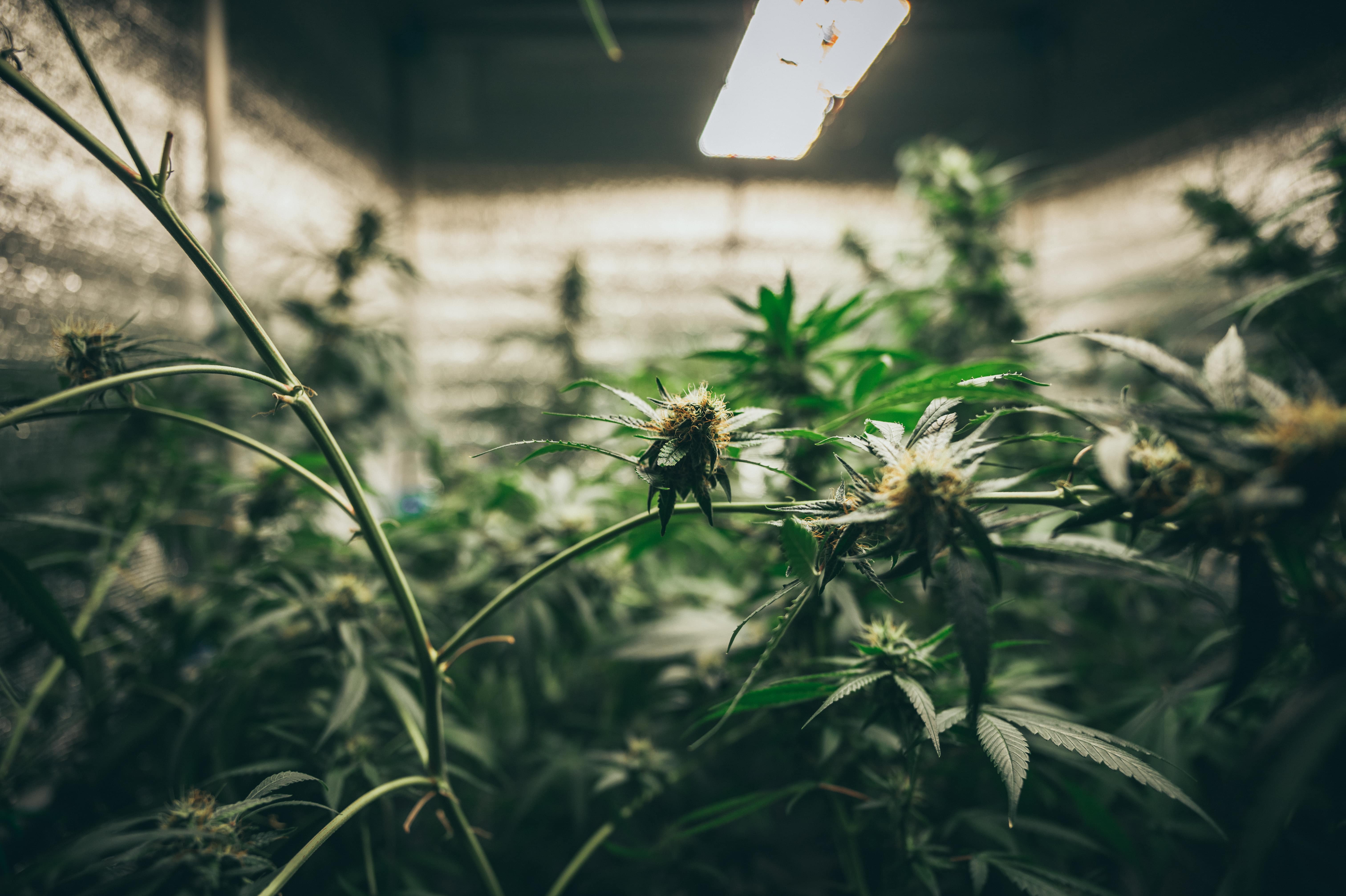 Indoor Growing of Cannabis