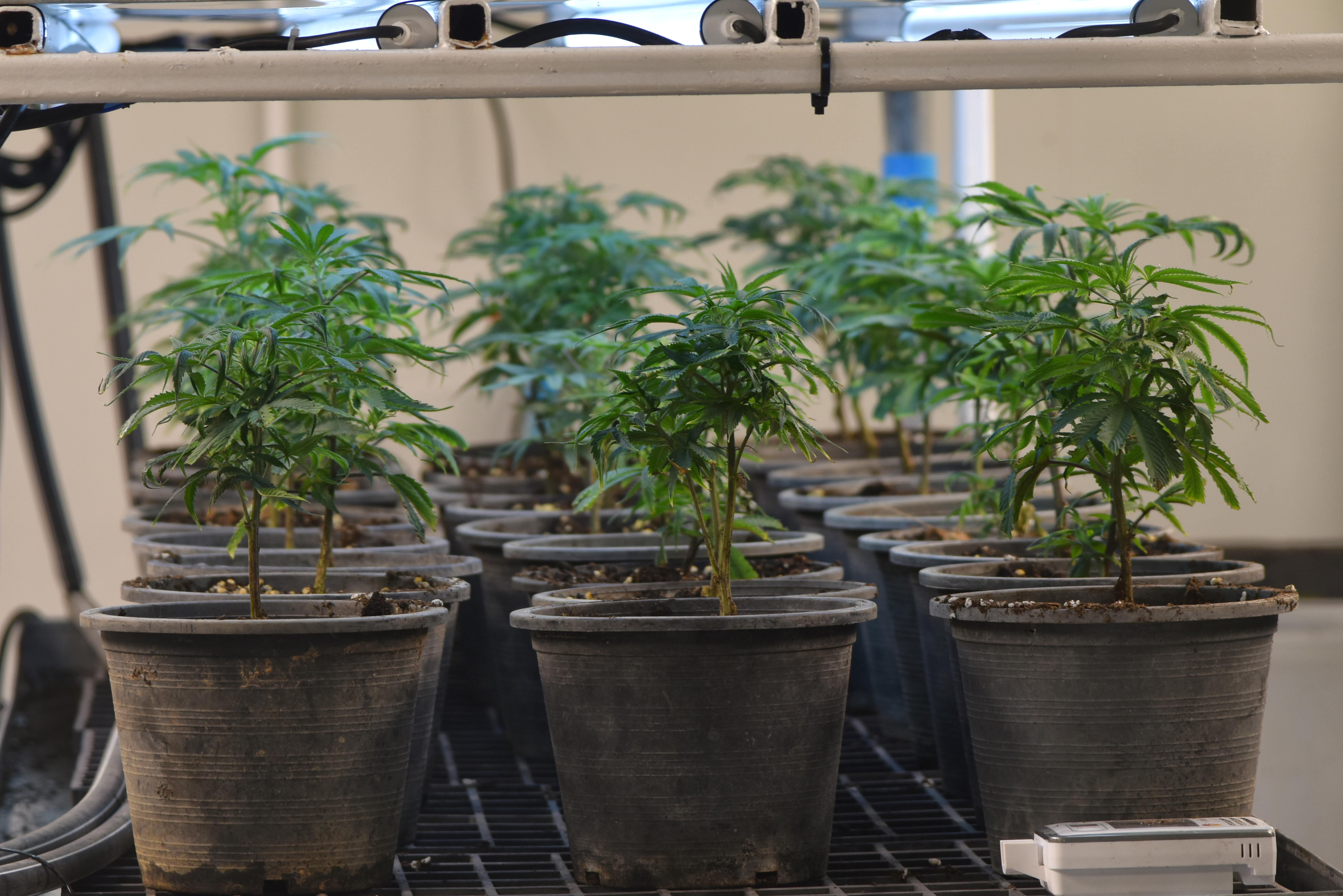 Cannabis Growing Medium