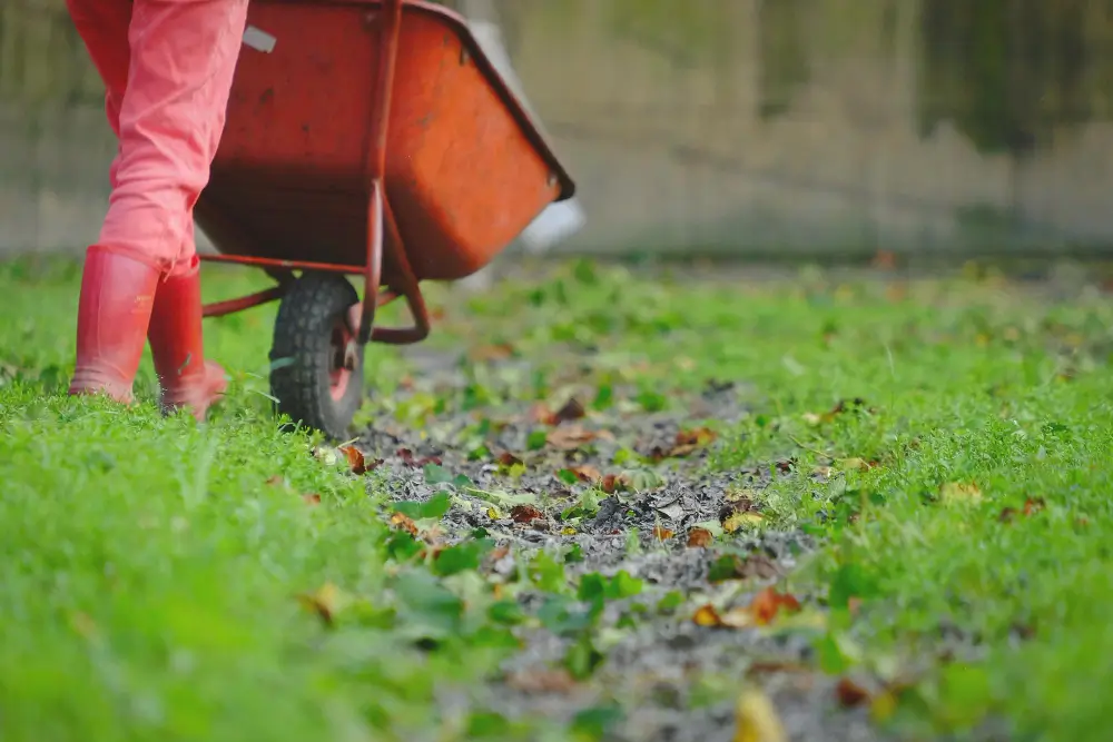 Clean Up the Lawn
