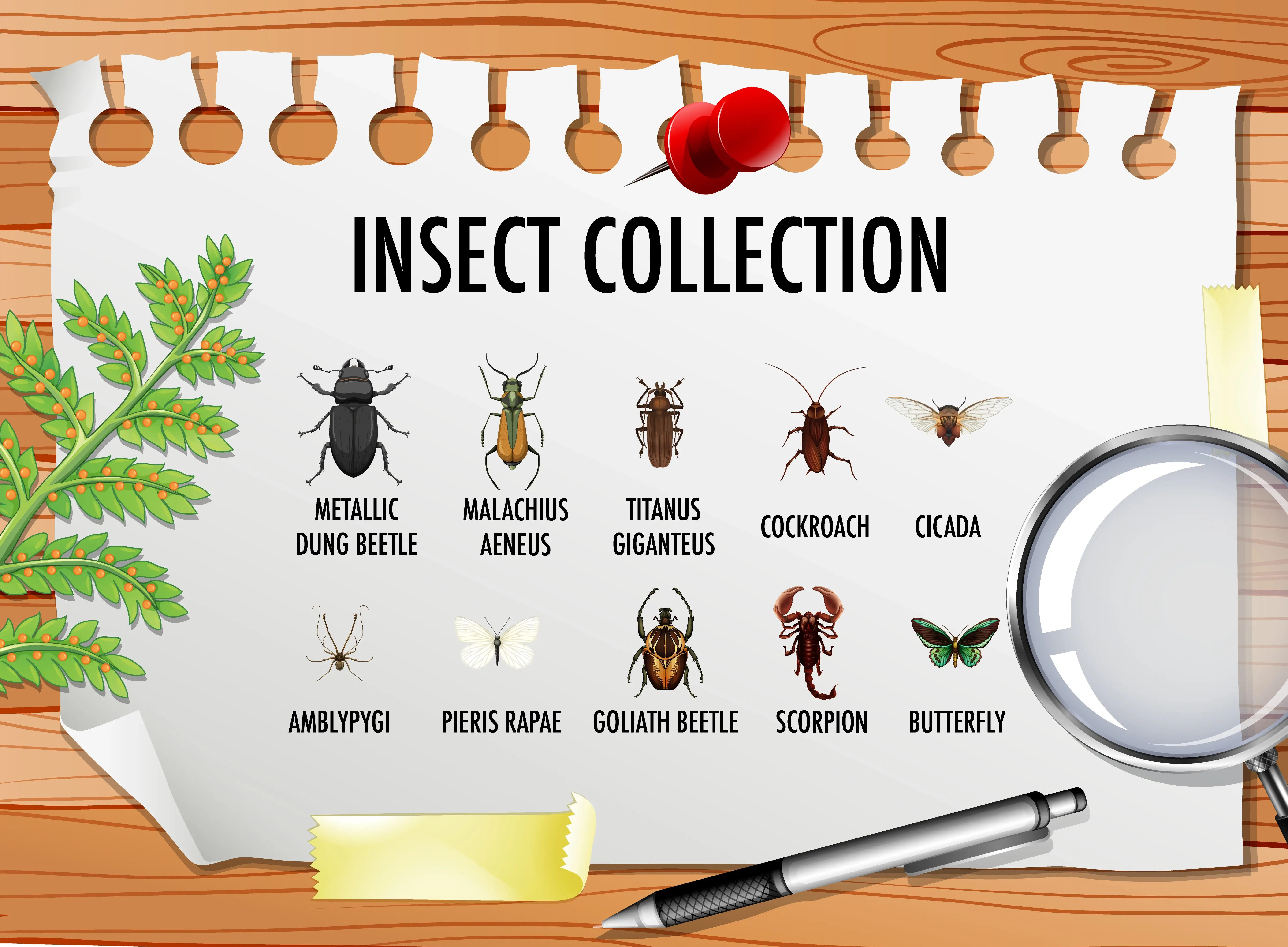 Ladybugs vs Other Common Home Pests