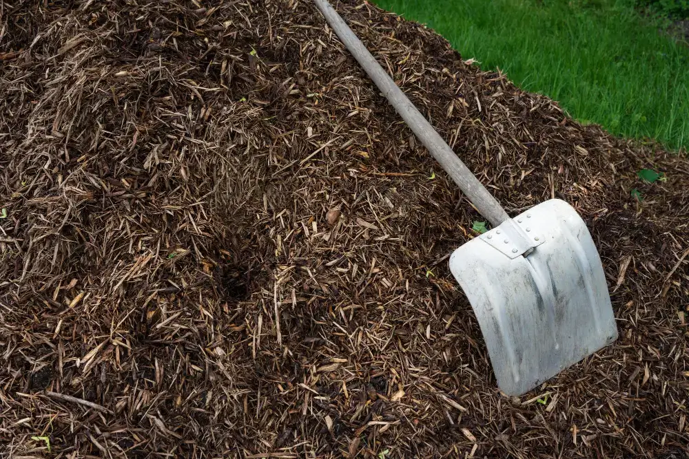 Final Preparation Before Planting