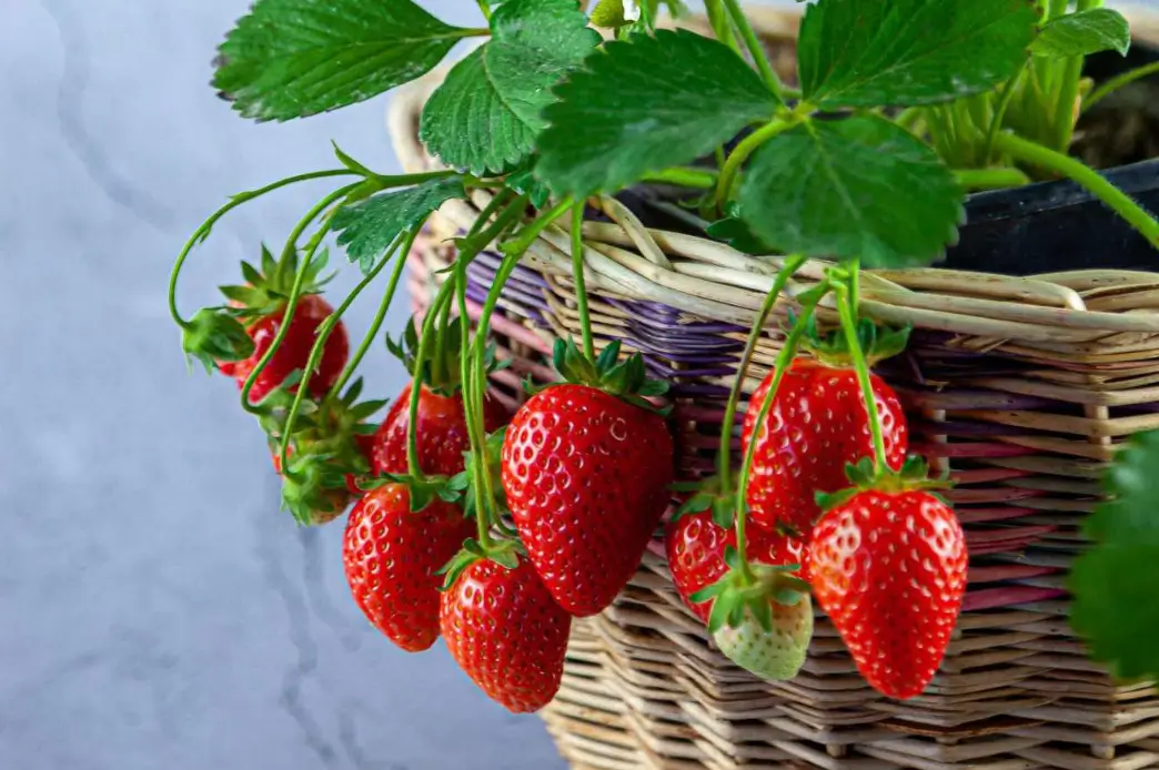 Choose the Right Strawberry Variety for Containers