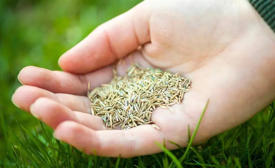 Select the Best Grass Seed for Patch Repair