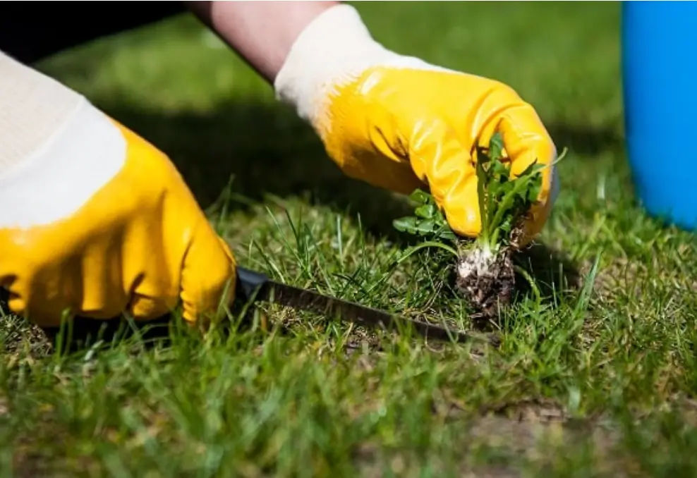 Aftercare: How to Ensure the Lawn Sticks and Grows Strong