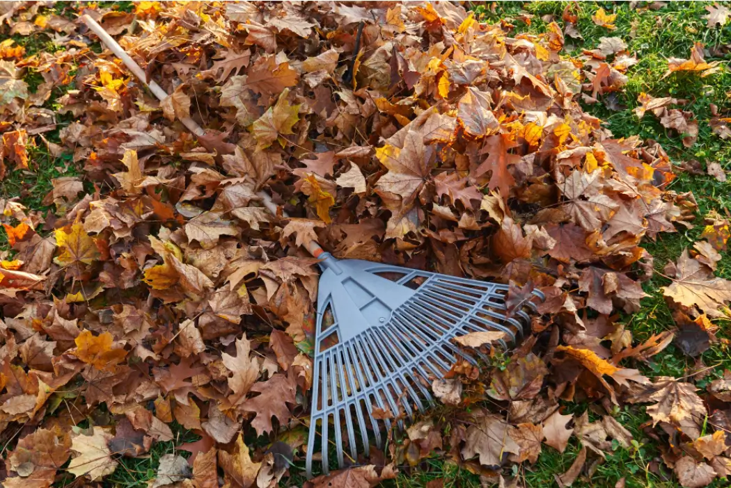 Choosing the Right Tools for Leaf Removal
