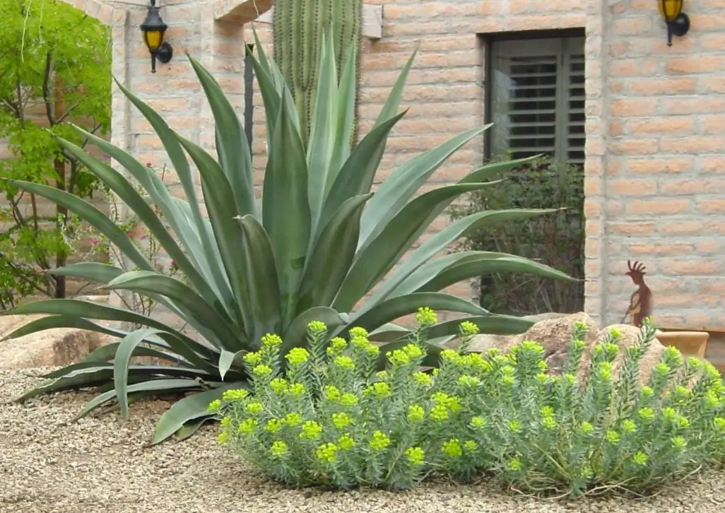 Popular Drought-Tolerant Plant Choices