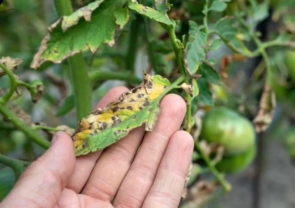 Ways to Identify Leaf Spot Disease on Your Plants