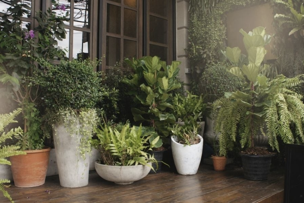 Recommended Pot Sizes Across Plant Types