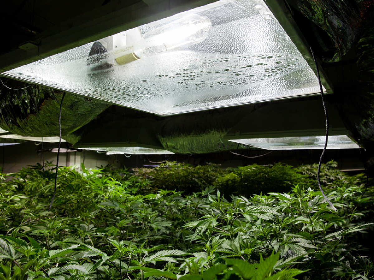 Ceramic Grow Light for Cannabis